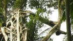 Strangler Fig