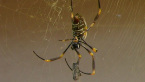 Golden Orb-weaving Spider