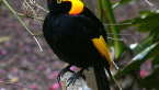 Regent Bowerbird