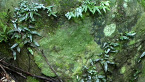 Detail of a Rainforest Rock