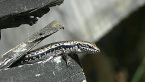 Barred-sided Skink