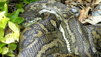 Sleeping Python