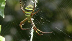 St Andrew's Cross Spider