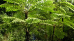 Tree Ferns