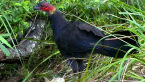 Scrub Turkey