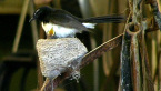 Willie Wagtail