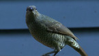 Female Satin Bowerbird