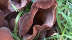 Jews Ear