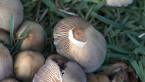 Roadside Fungi