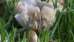 Fungus