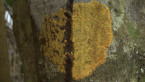 Rainforest Lichen