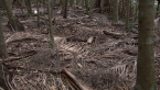 Forest Floor