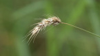 Barley