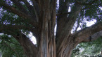 White Fig Tree