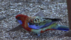 Juvenile Crimson Rosella