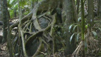 Rainforest Scene