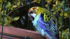 Pale-headed Rosella