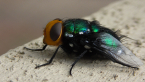 Green Blowfly