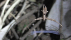 Net-casting Spider