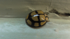 Netted Ladybird