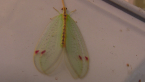 Diamond-banded Lacewing