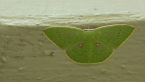 Rainforest Moth