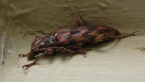Longicorn Beetle