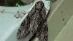 Hawk Moth