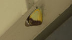Yellow Albatross Butterfly