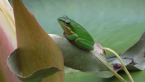 Eastern Sedge Frog