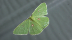 Rainforest Moth