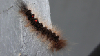 Caterpillar