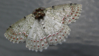 Geometrid Moth