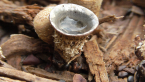 Dung-loving Bird's Nest