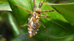 Assassin Bug Nymph
