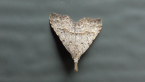 Noctuid Moth
