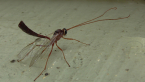 Ichneumonid Wasp