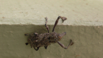 Elephant Weevil