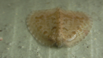 Silky Lacewing