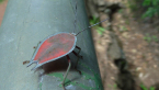 Litchi Stink Bug