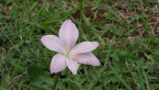 Crocus