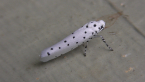 Ermine Moth