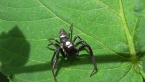 Jumping Spider