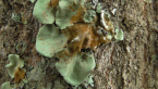 Lichen on a Tree