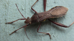 Pod-sucking Bug
