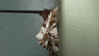 Patterned Notodontid