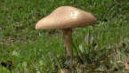 Fungus After Rain