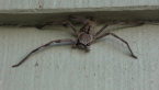 Grey Huntsman Spider