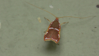 Depressarid Moth