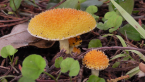 Golden Tufts